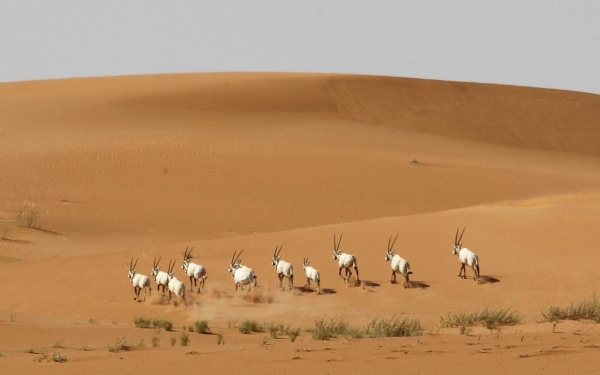 Uruq Bani Ma&#039;arid Reserve in the Empty Quarter Desert. (SPA)