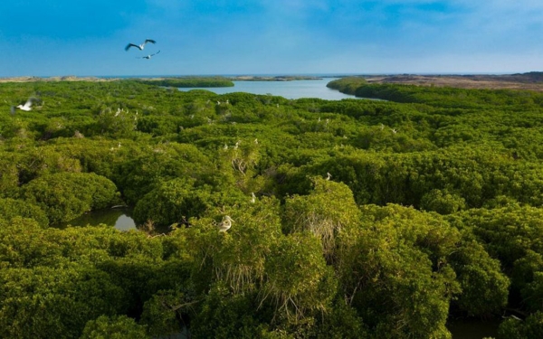 Mangroves at the Farasan Islands Marine Sanctuary in Jazan Province. (SPA)