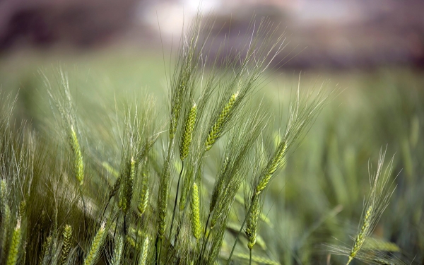 Wheat spikes in a farm in the Kingdom. (SPA).