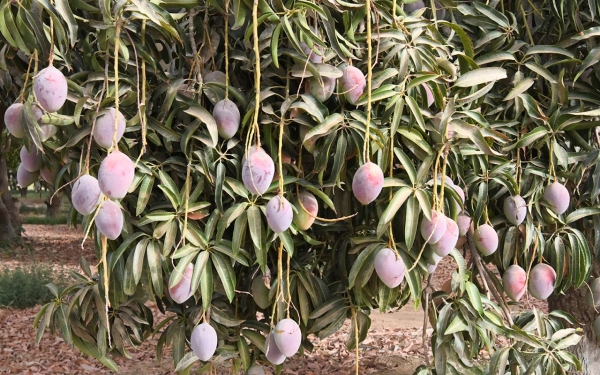 A mango tree in Jazan, southwest of the Kingdom. (SPA)