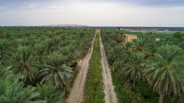 Palms farms in al-Ahsa oasis (SPA).