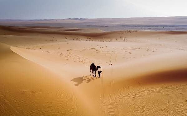 Aerial image of Nafud al-ʽUrayq Natural Reserve. (Saudipedia)