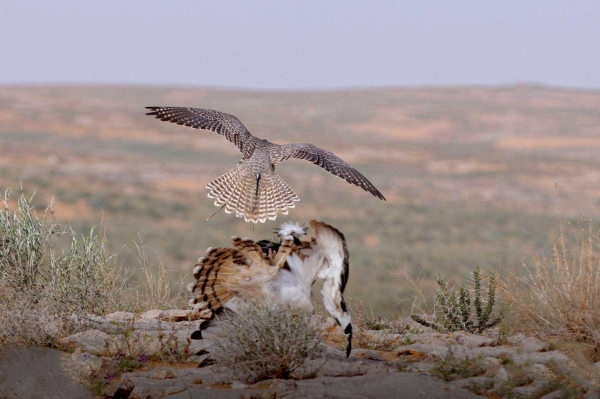 A falcon hunting a bustard bird. (SPA)