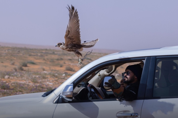 A falconer releases his falcon on a hunt. (SPA)