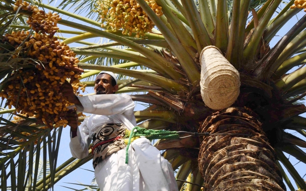 A farmer harvesting Tamr from palm trees. (SPA)