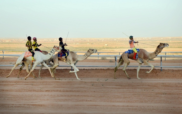 Crown Prince Camel Festival races held in Taif. (Saudipedia)