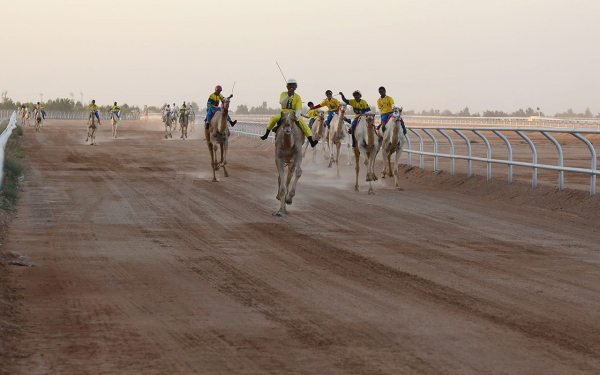 The Crown Prince Camel Festival in Taif registered in the Guinness World Records as the largest camel racing festival. (Saudipedia)