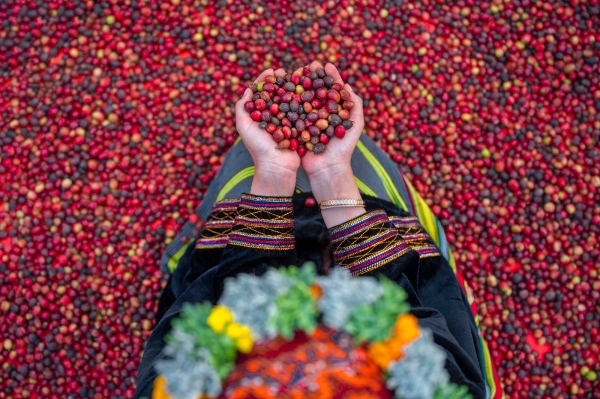 Coffee produced by southern farms in the Kingdom. (Ministry of Culture)