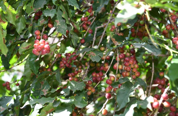 A coffee tree in one of the coffee farms in the south of the Kingdom. (SPA)