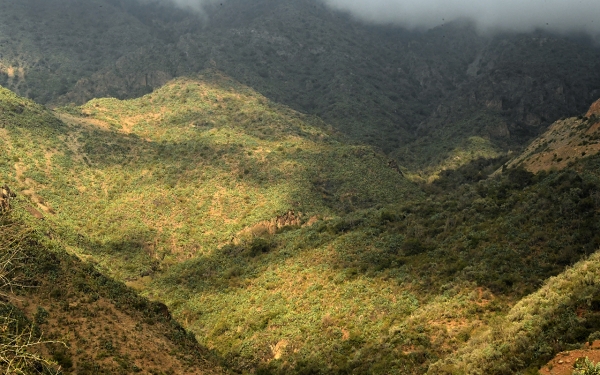 Jarf Reedah Reserve, located twenty km west of the city of Abha, covers an area of 9.33 km². (WAS)