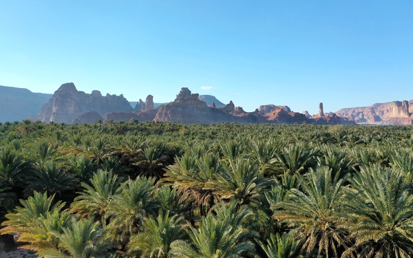 Palm farms in al-Ula Governorate. (Royal Commission for al-Ula Governorate)