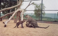 A group of endangered Arabian leopards. King Abdulaziz Foundation (Darah)