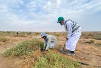 Planting shrubs as a part of the Saudi Green Initiative. (SPA)
