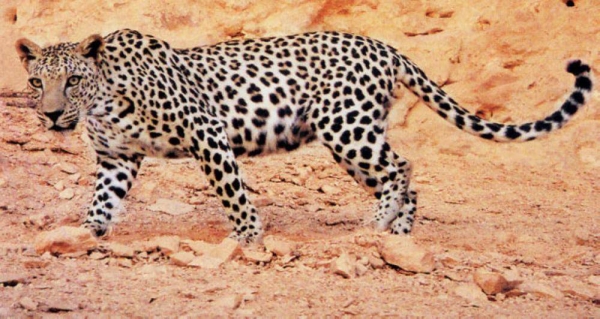 Arabian Leopard in the Arabian Peninsula Desert. King Abdulaziz Foundation (Darah)