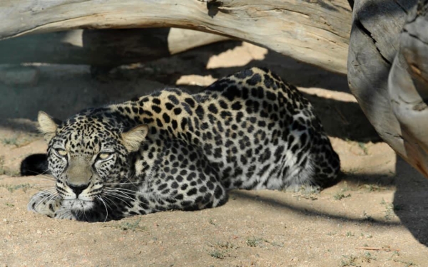 The Arabian leopard is among the most endangered animals. King Abdulaziz Foundation (Darah)