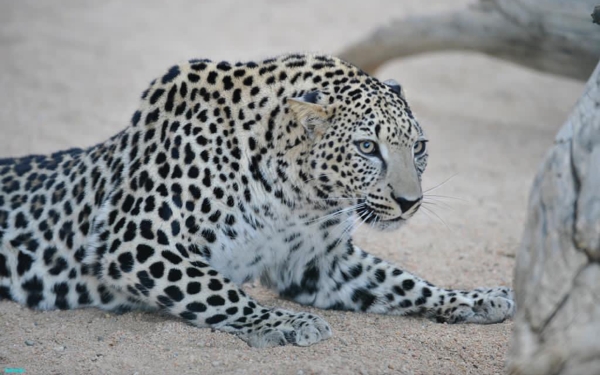 The Arabian leopard is one of the rarest wild animals in Saudi Arabia and in the world. King Abdulaziz Foundation (Darah)