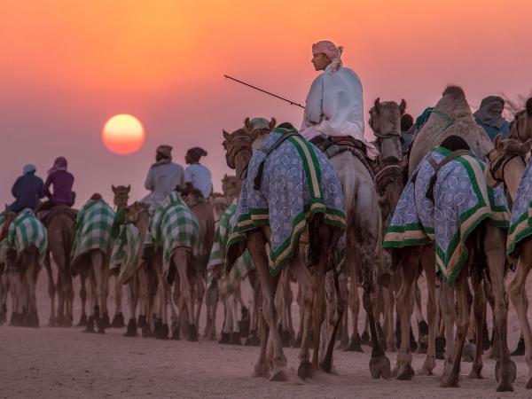 A herd of camels in one of the festivals of Camel Club. SPA. (Darah).