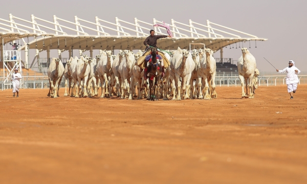 Camels and their herders march as the sun sets in Saudi Arabia. (Saudi Press Agency)