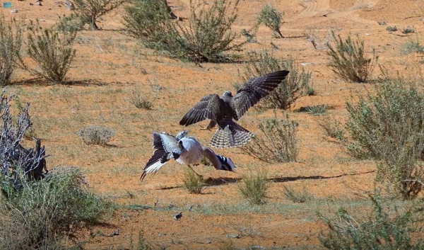 the art of falconry, one of the cultural heritage elements in the Kingdom (SPA).