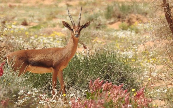 A gazelle in Sharaan Nature Reserve in al-Ula Governorate. (SPA)