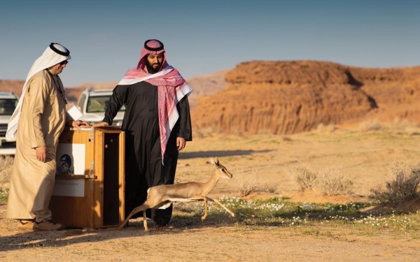 Crown Prince releases a gazelle in Sharaan Nature Reserve in al-Ula Governorate. (SPA)