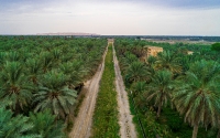 Palm farms in al-Ahsa Oasis. (SPA)