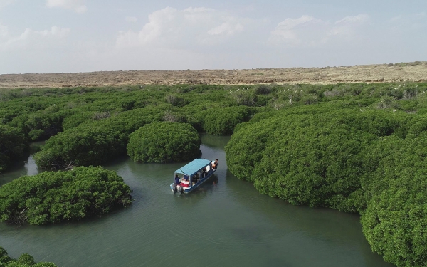 Mangrove forest in Jazan Province. (SPA)