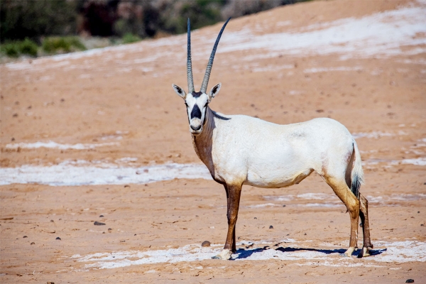 The Arabian Oryx in one of the reserves in the Kingdom. (SPA)