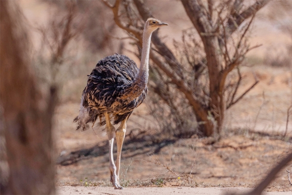 The ostrich is a protected animal that lives in the deserts of the Kingdom. (SPA)