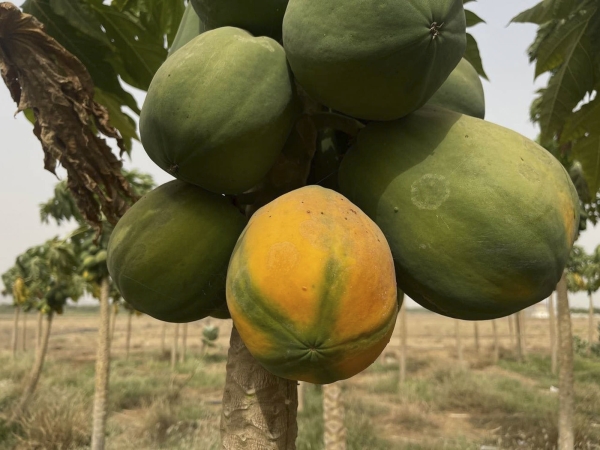 Tropical papaya fruit in Jazan Province. (SPA)