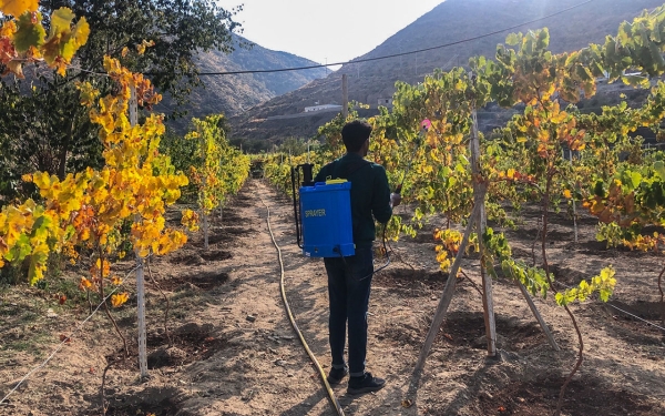 One of the fertilization methods in Taif farms. (SPA)