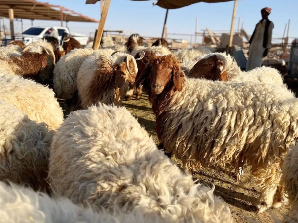 A number of sacrificial animals are display at a livestock market.