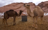 A picture of two camels in the Tabuk region after snowfall on Mount &#039;Alqan. (Saudipedia)