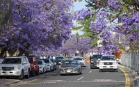 Jacaranda trees in Abha City during spring. (SPA)