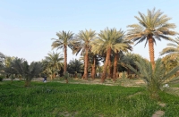 Palm farms in al-Madinah al-Munawwarah. (Saudipedia)