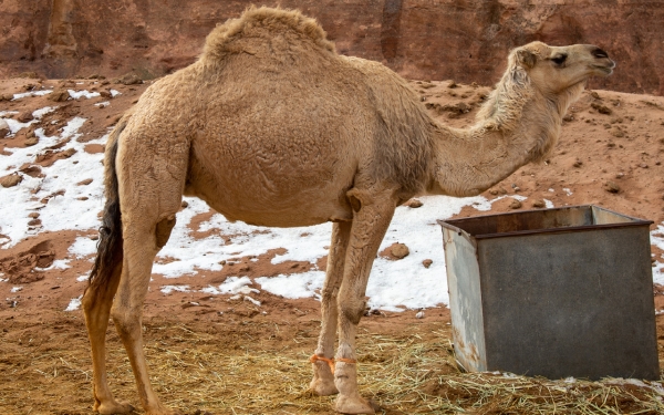 A picture of a camel after snowfall on Mount Alqan  in the northwest of the Kingdom. (Saudipedia)