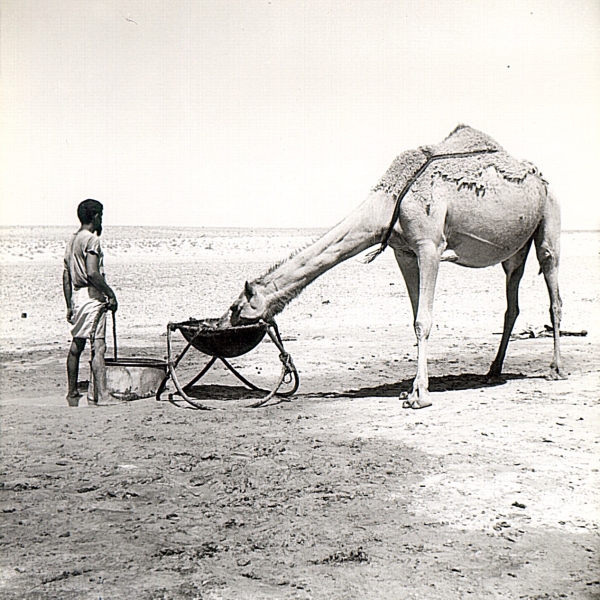 An old picture of a camel next to a herder. King Abdulaziz Foundation (Darah)