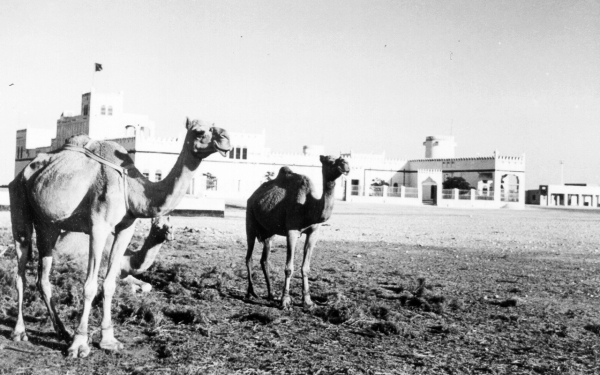 An old picture of two camels. King Abdulaziz Foundation (Darah)