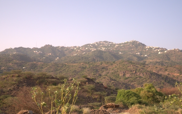 Houses over Fayfa Mountains, covered by the dense vegetation (Saudipedia)