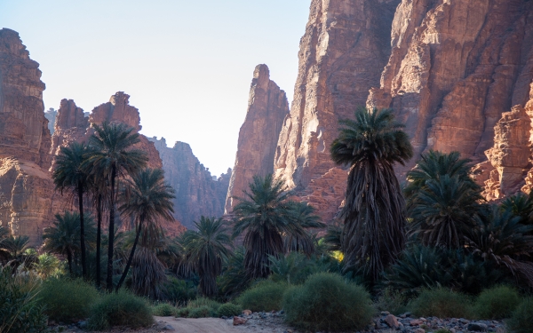 Palm trees in Wadi Al-Disah between Qaraqir Mountains in Tabuk Province. (Saudipedia)