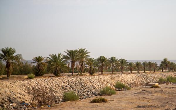 أشجار النخيل تمتد على ضفاف وادي فاطمة غرب المملكة. (سعوديبيديا)