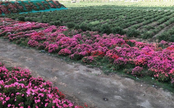 One of the aromatic plant farms in the Kingdom. (SPA)