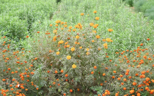 Aromatic marigold flowers in Jazan. (SPA)