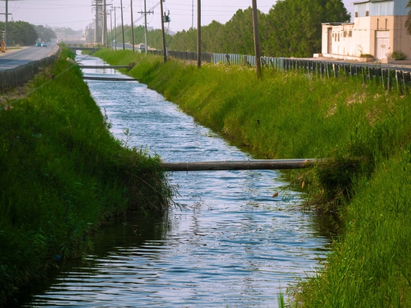 A stream of one of the water springs in al-Ahsa. King Abdulaziz Foundation for Research and Archives (Darah)