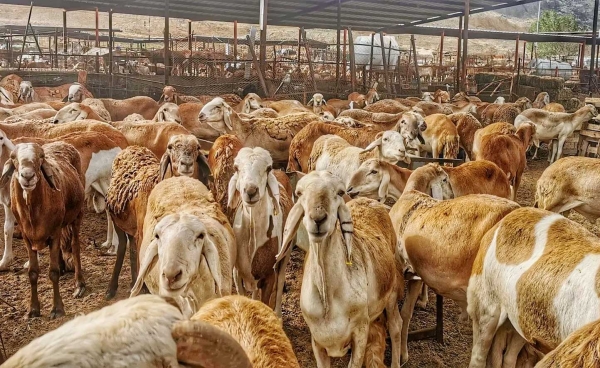 One of the sheep markets in the Kingdom. (SPA)