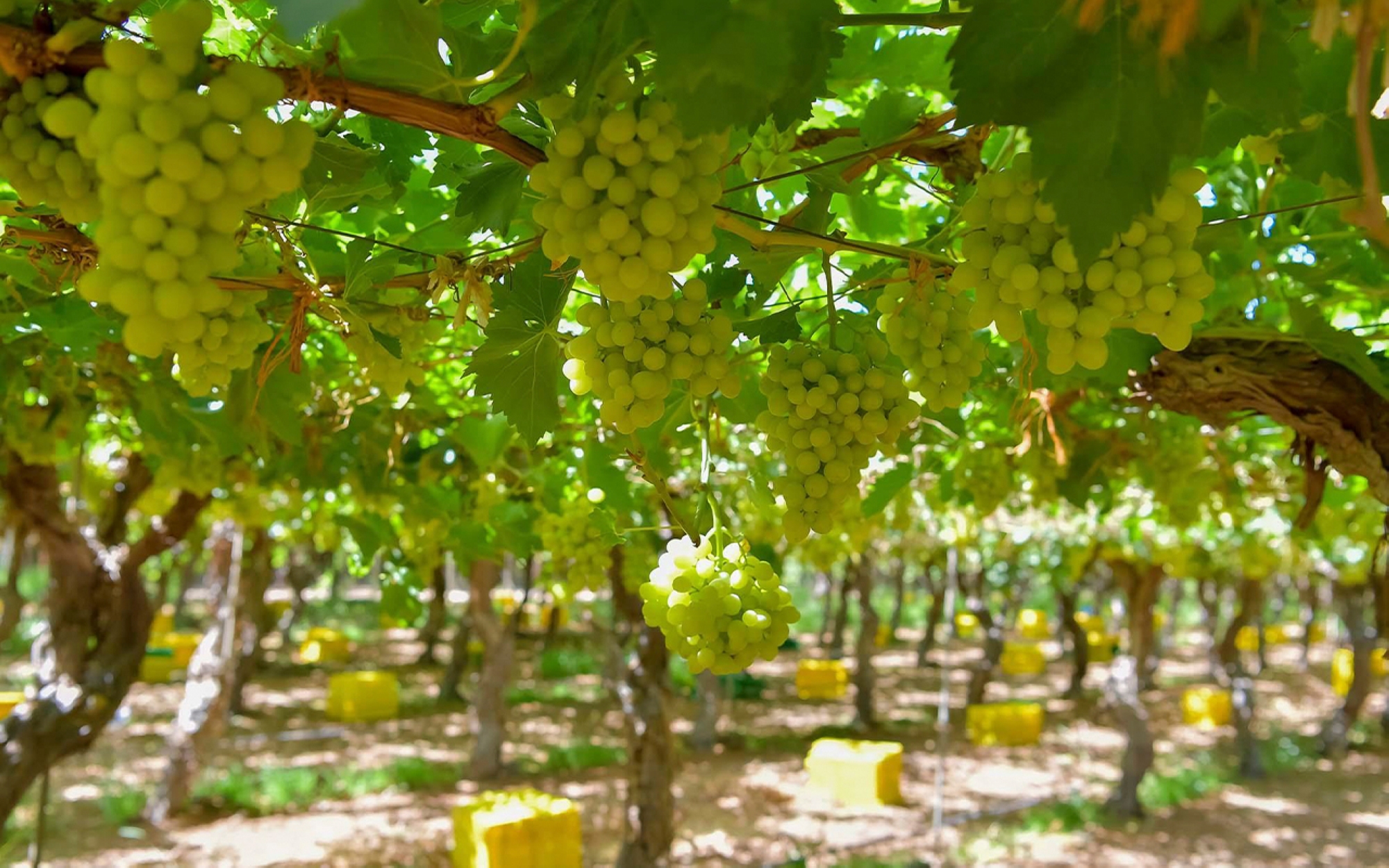 Grapes are grown and produced in several provinces in the Kingdom. (SPA)