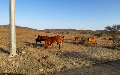 A herd of cattle in a Saudi province. (Saudipedia)