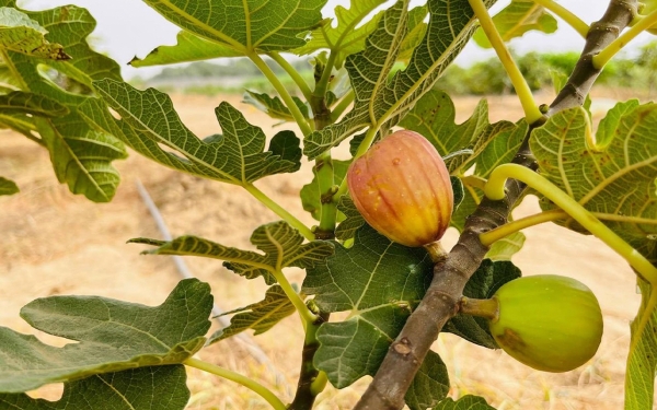 Figs produced by Saudi farms. (SPA)