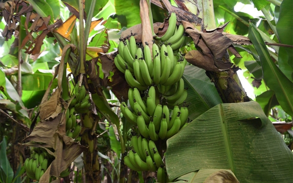 Bananas are grown and produced in Jazan Province in the southwest of the Kingdom. (SPA)