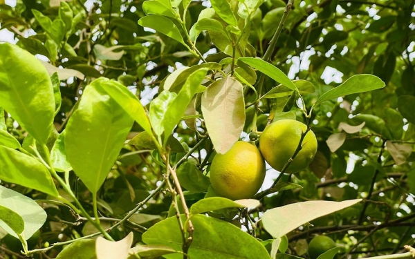 Lemon is among the crops grown in the Kingdom. (SPA)